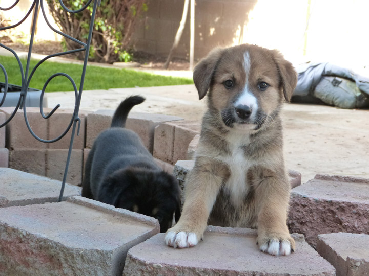 chinook dog